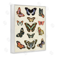 Susan Arnot | Vintage Butterfly Breeds