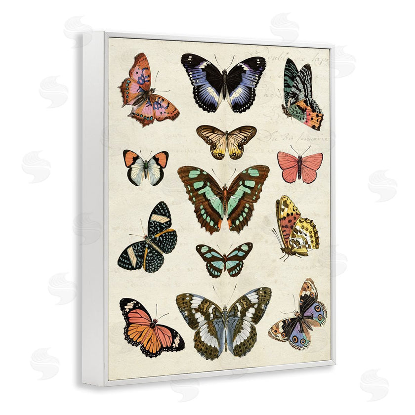 Susan Arnot | Vintage Butterfly Breeds