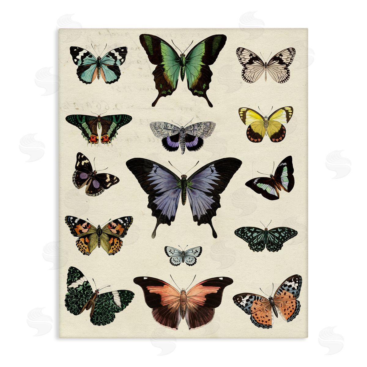 Varied Vintage Butterflies Canvas Wall Art, Home Decor by Susan Arnot