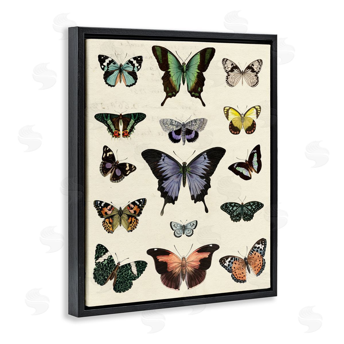 Varied Vintage Butterflies Black Floating Frame Canvas Wall Art, Home Decor by Susan Arnot