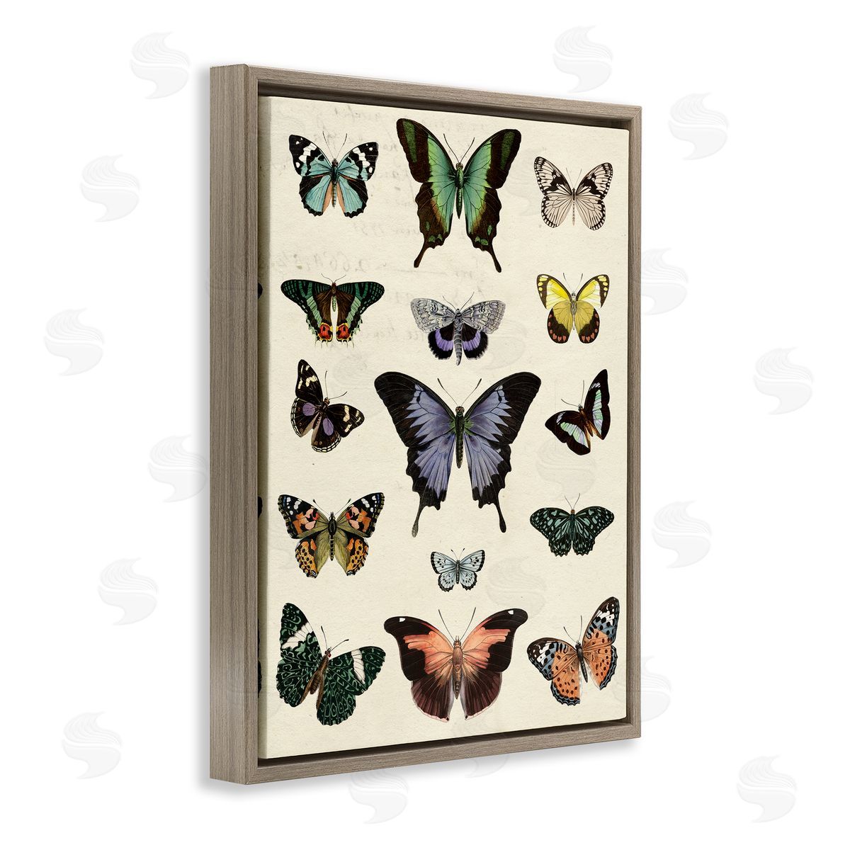 Varied Vintage Butterflies Brown Floating Frame Canvas Wall Art, Home Decor by Susan Arnot