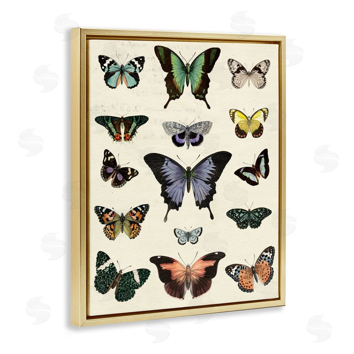 Varied Vintage Butterflies Gold Floating Frame Canvas Wall Art, Home Decor by Susan Arnot