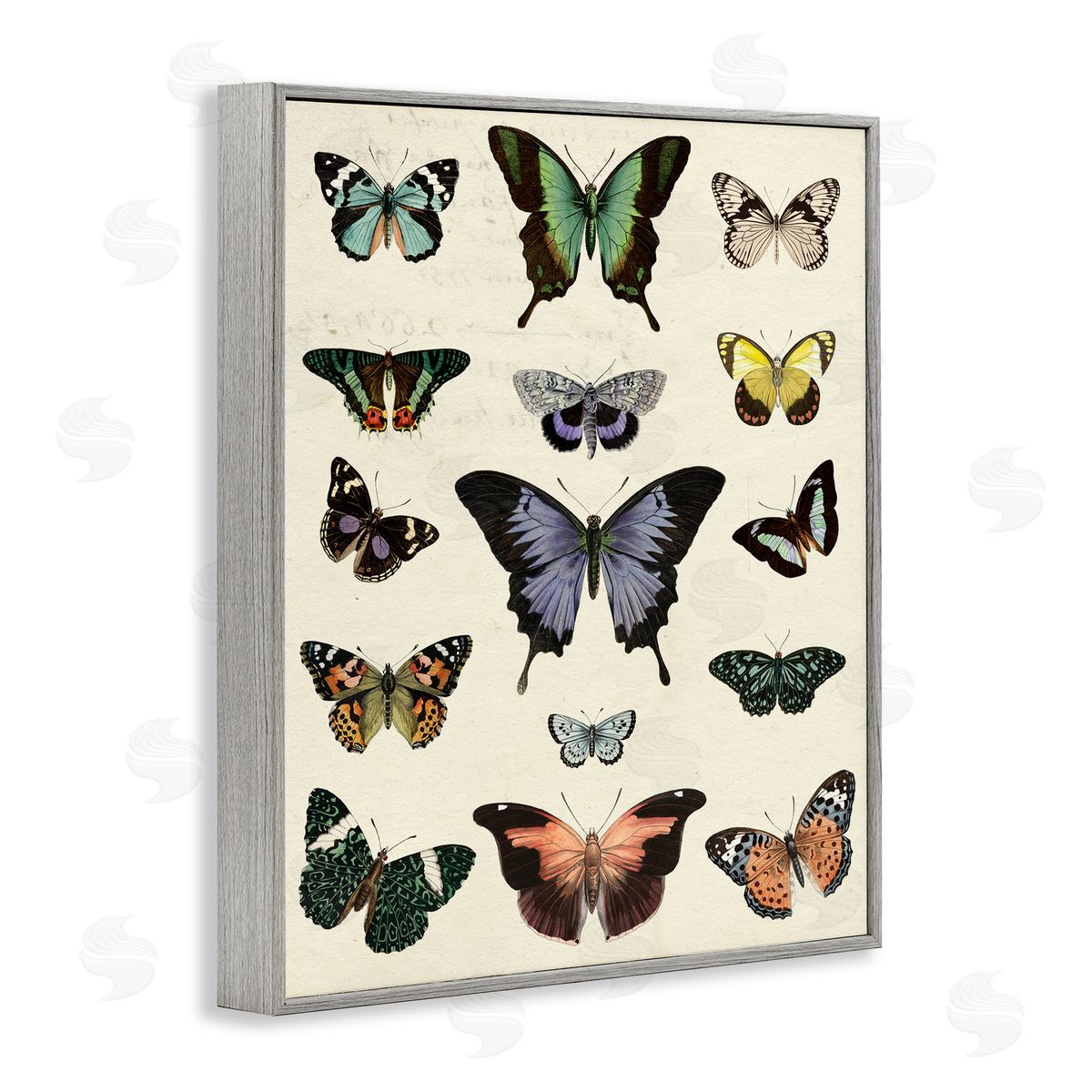 Varied Vintage Butterflies Grey Frame Print Wall Art, Home Decor by Susan Arnot
