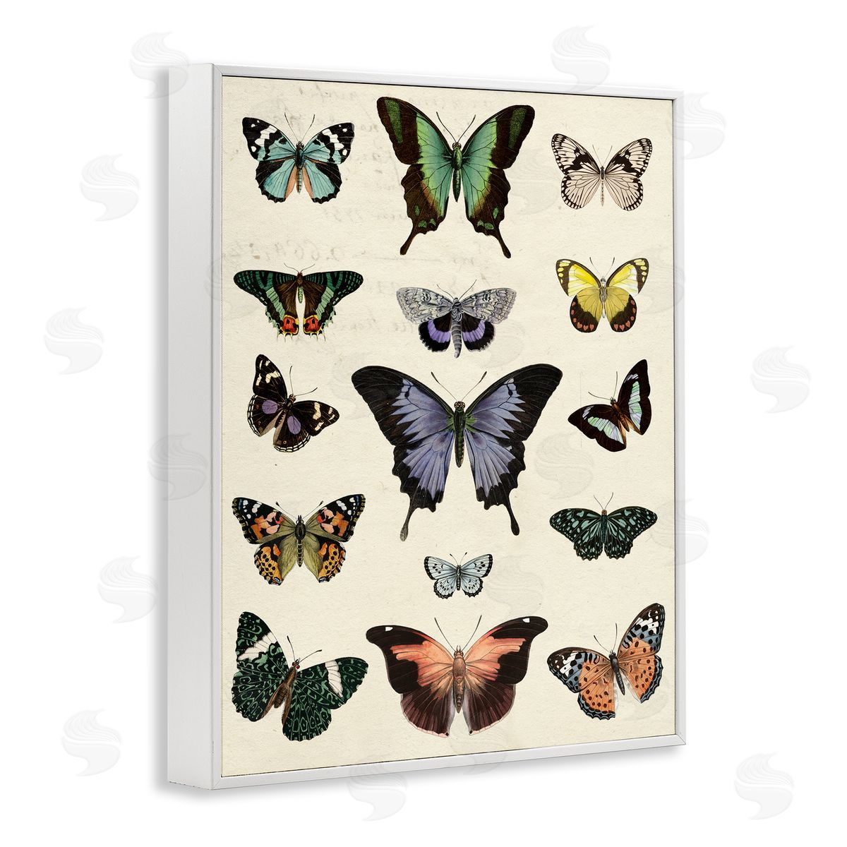 Varied Vintage Butterflies White Frame Print Wall Art, Home Decor by Susan Arnot