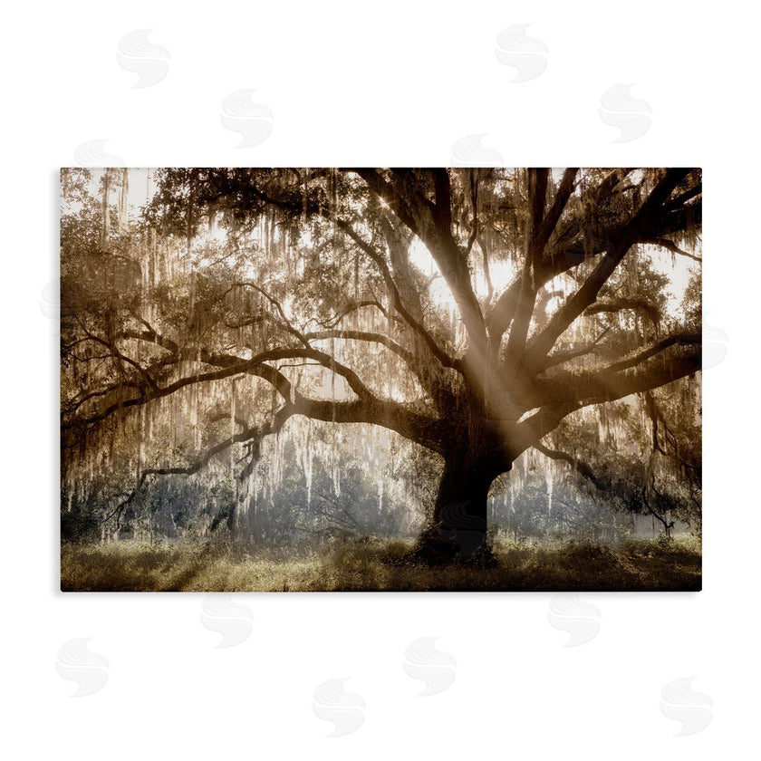Danita Delimont | Sun Streak Through Tree