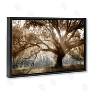 Danita Delimont | Sun Streak Through Tree