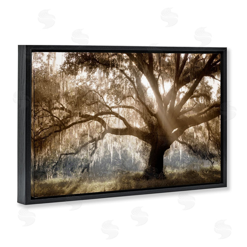 Danita Delimont | Sun Streak Through Tree