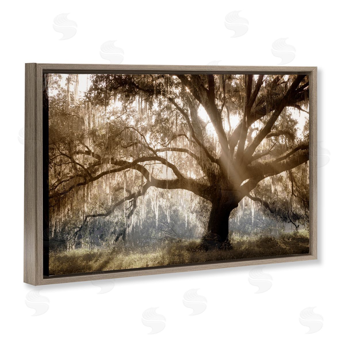 Sun Streak Through Tree Brown Floating Frame Canvas Wall Art, Home Decor by Danita Delimont