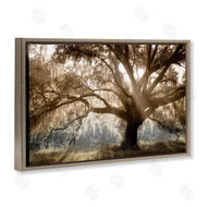 Danita Delimont | Sun Streak Through Tree