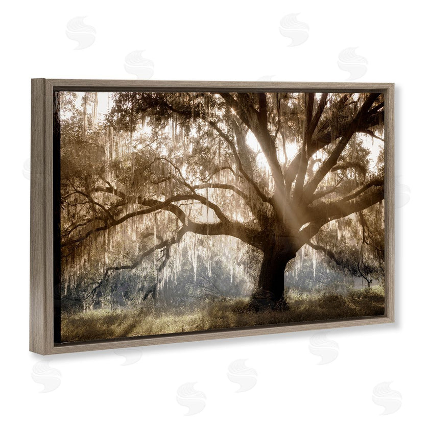 Danita Delimont | Sun Streak Through Tree