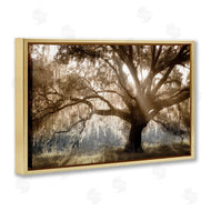 Danita Delimont | Sun Streak Through Tree