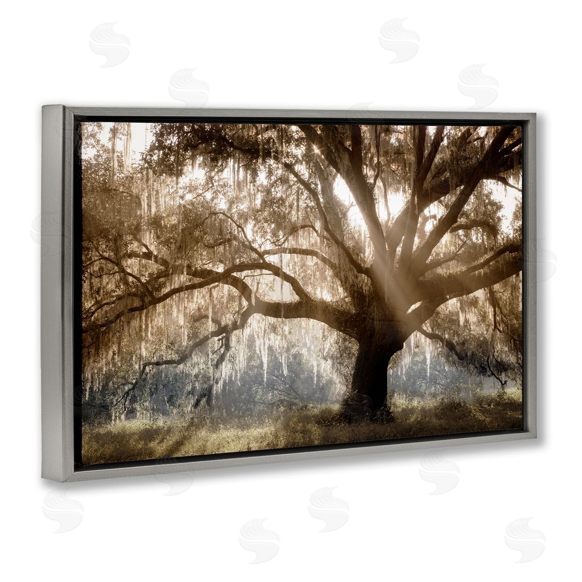 Sun Streak Through Tree Grey Floating Frame Canvas Wall Art, Home Decor by Danita Delimont