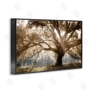 Danita Delimont | Sun Streak Through Tree