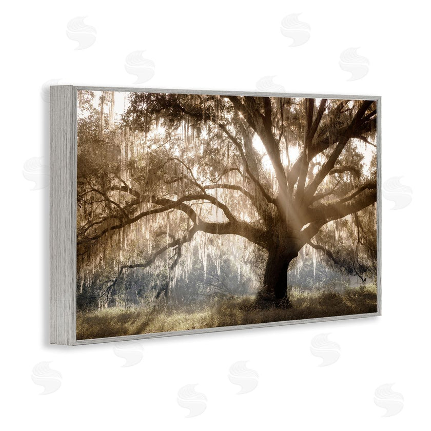 Danita Delimont | Sun Streak Through Tree