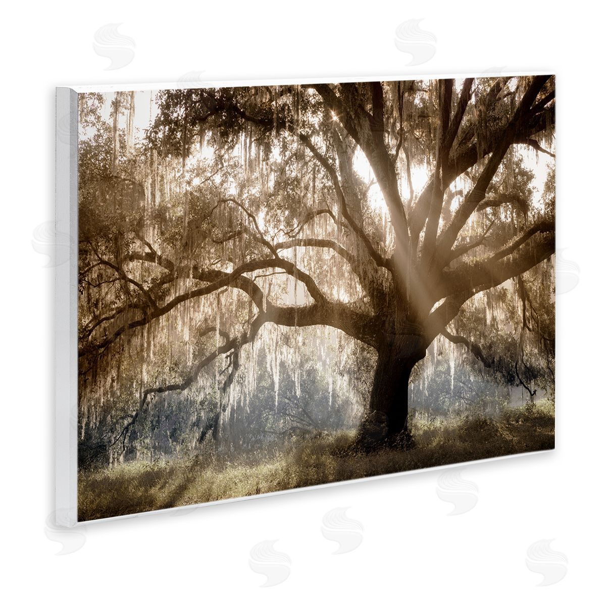 Sun Streak Through Tree Wood Plaque Wall Art, Home Decor by Danita Delimont