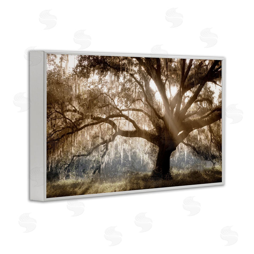 Danita Delimont | Sun Streak Through Tree