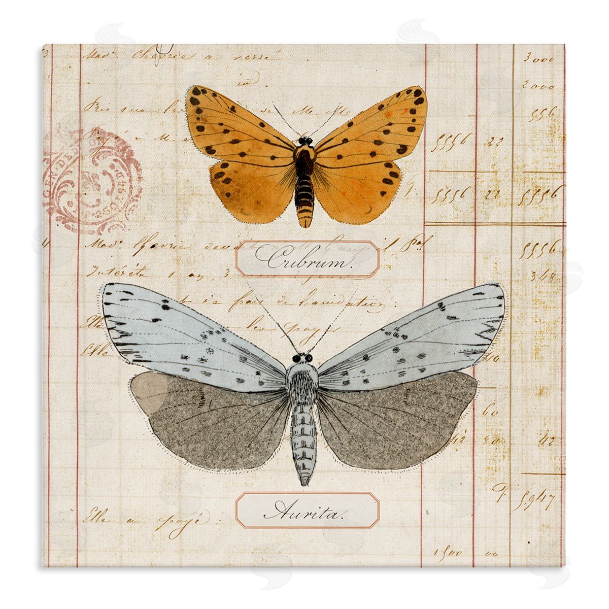 Vintage Butterfly Specimen Canvas Wall Art, Home Decor by Susan Arnot