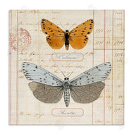 Susan Arnot | Vintage Butterfly Specimen