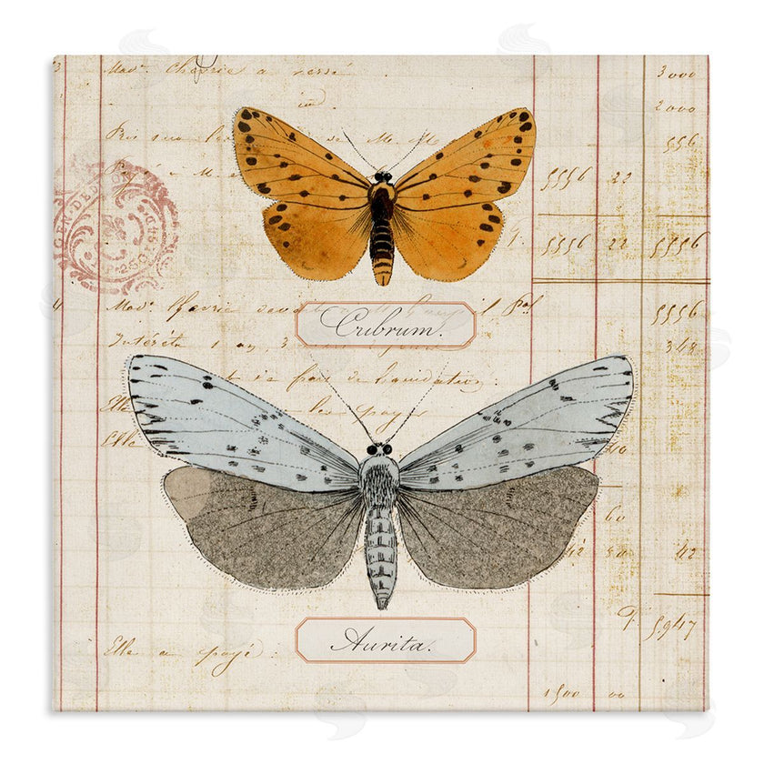 Susan Arnot | Vintage Butterfly Specimen