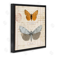 Susan Arnot | Vintage Butterfly Specimen