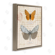 Susan Arnot | Vintage Butterfly Specimen