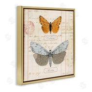 Susan Arnot | Vintage Butterfly Specimen