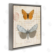 Susan Arnot | Vintage Butterfly Specimen