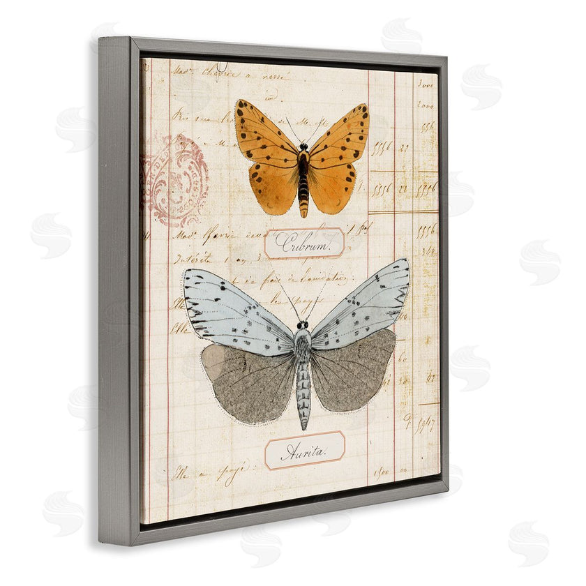 Susan Arnot | Vintage Butterfly Specimen