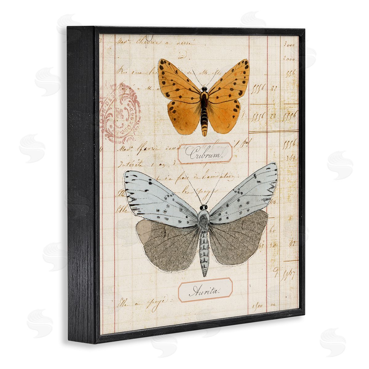 Vintage Butterfly Specimen Black Frame Print Wall Art, Home Decor by Susan Arnot