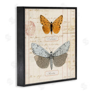 Susan Arnot | Vintage Butterfly Specimen