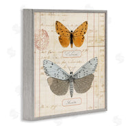 Susan Arnot | Vintage Butterfly Specimen