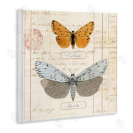 Susan Arnot | Vintage Butterfly Specimen