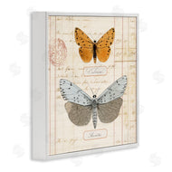 Susan Arnot | Vintage Butterfly Specimen