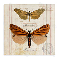 Susan Arnot | Butterfly Latin Studies
