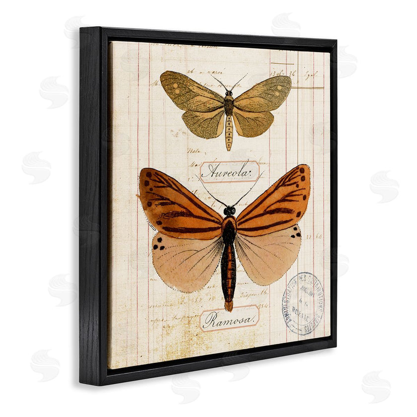 Susan Arnot | Butterfly Latin Studies