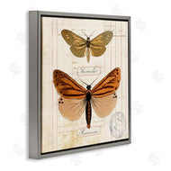 Susan Arnot | Butterfly Latin Studies