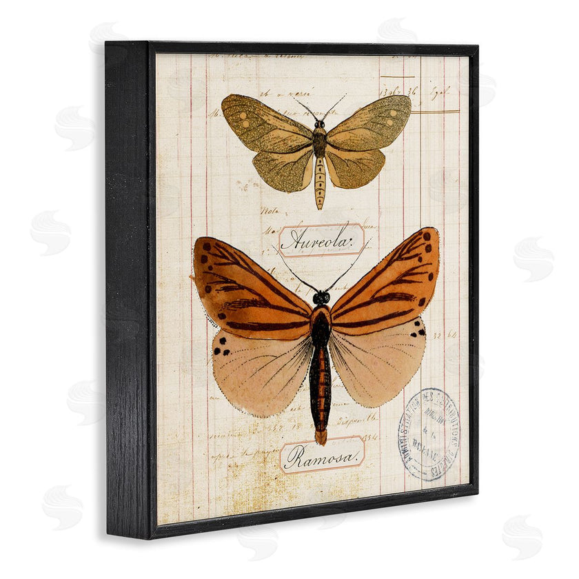 Susan Arnot | Butterfly Latin Studies