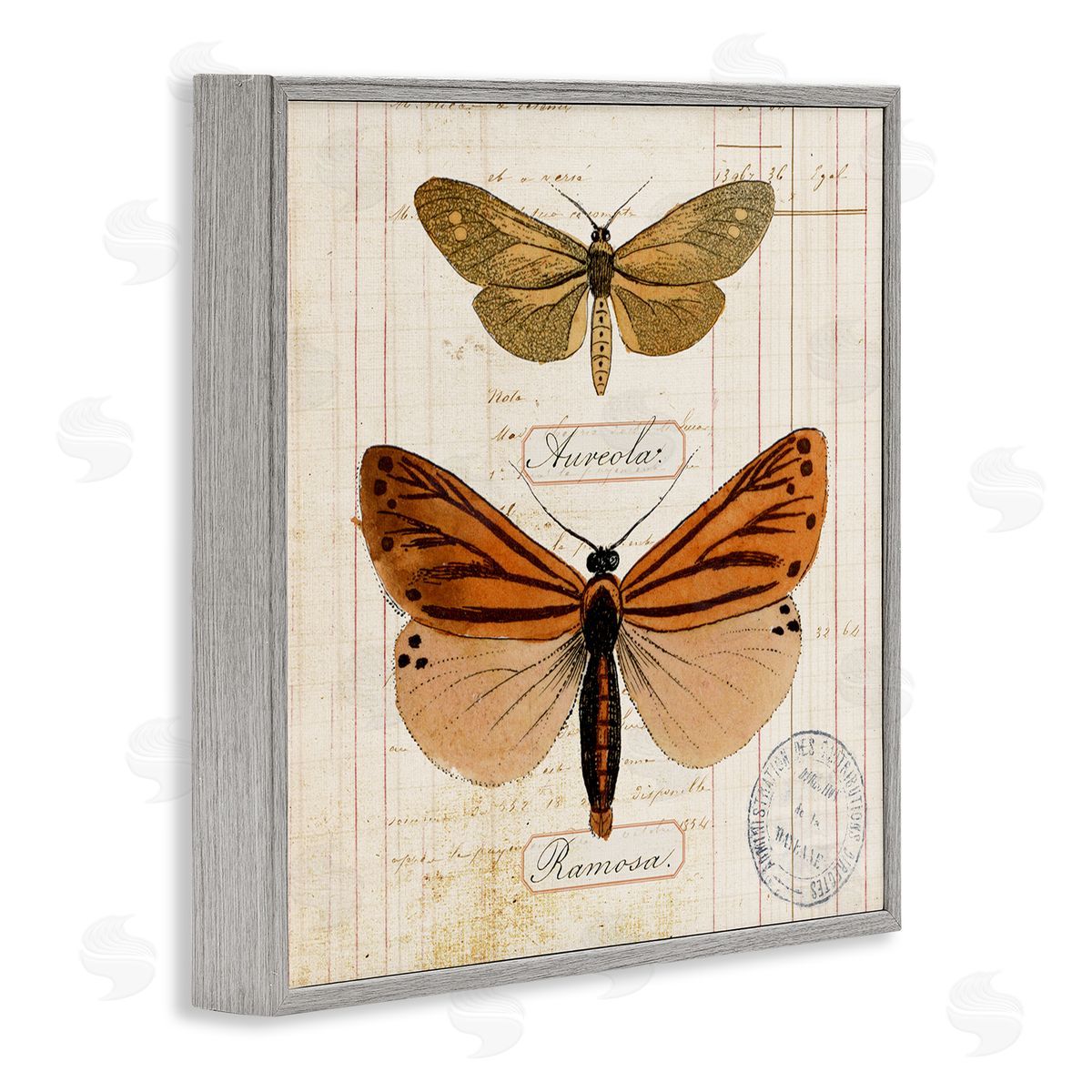 Butterfly Latin Studies Grey Frame Print Wall Art, Home Decor by Susan Arnot