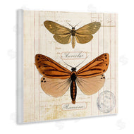 Susan Arnot | Butterfly Latin Studies