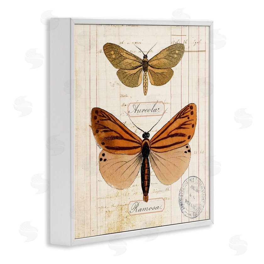 Susan Arnot | Butterfly Latin Studies