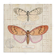 Susan Arnot | Drawn Butterfly Studies