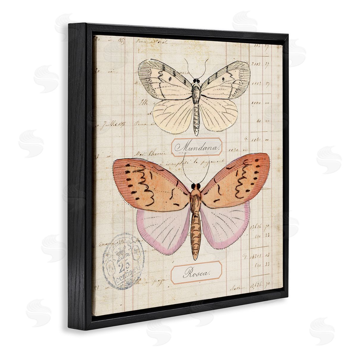 Drawn Butterfly Studies Black Floating Frame Canvas Wall Art, Home Decor by Susan Arnot