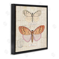 Susan Arnot | Drawn Butterfly Studies