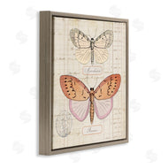 Susan Arnot | Drawn Butterfly Studies