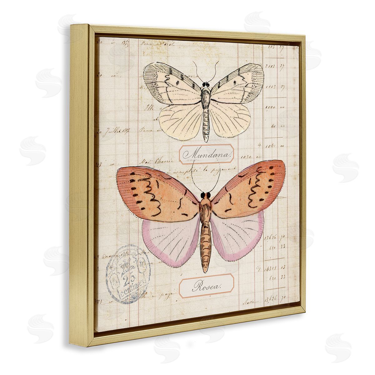 Drawn Butterfly Studies Gold Floating Frame Canvas Wall Art, Home Decor by Susan Arnot