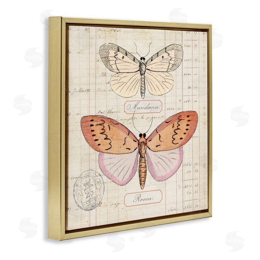 Susan Arnot | Drawn Butterfly Studies