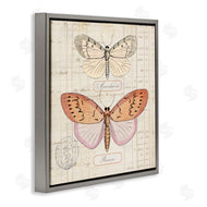 Susan Arnot | Drawn Butterfly Studies