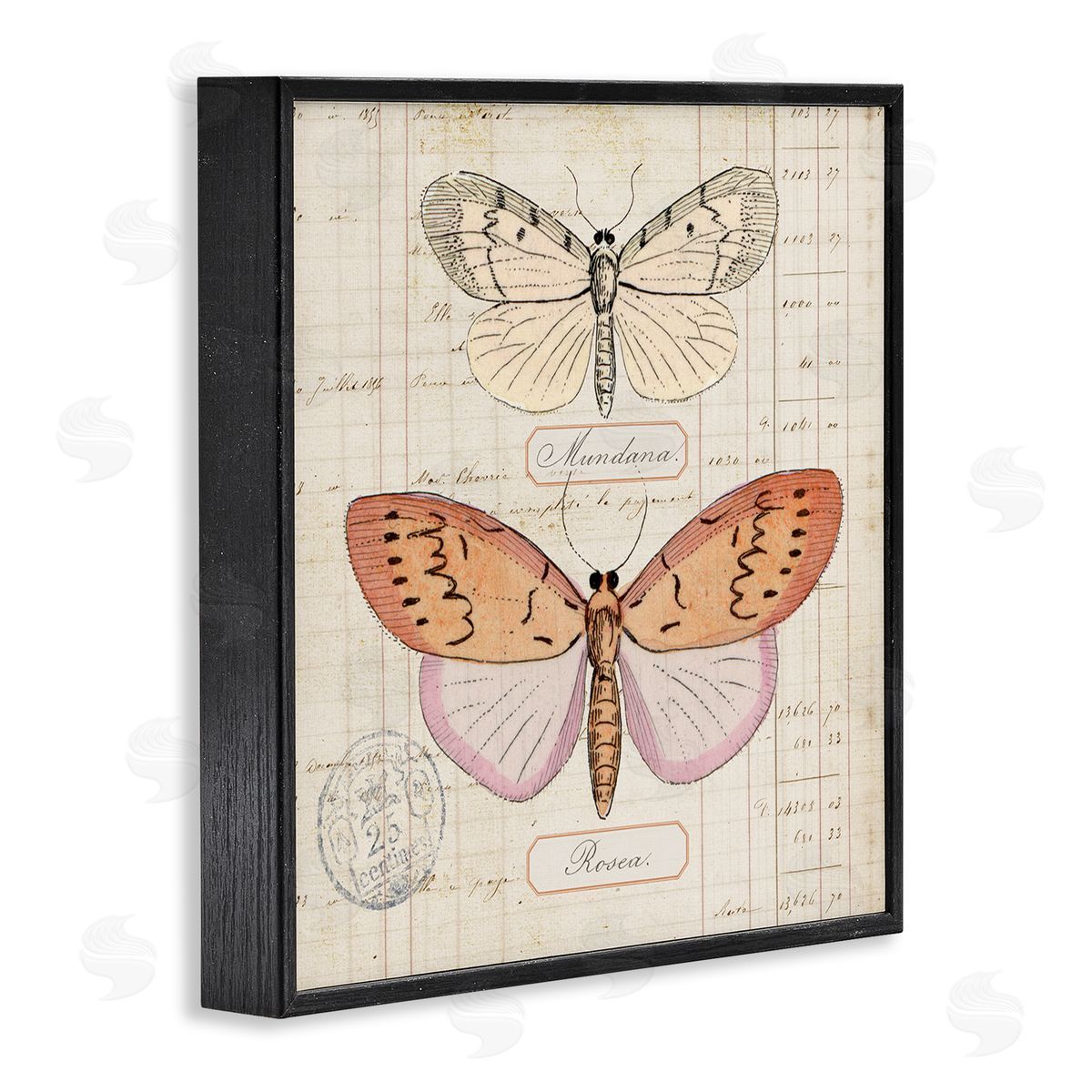 Drawn Butterfly Studies Black Frame Print Wall Art, Home Decor by Susan Arnot