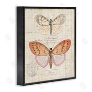 Susan Arnot | Drawn Butterfly Studies