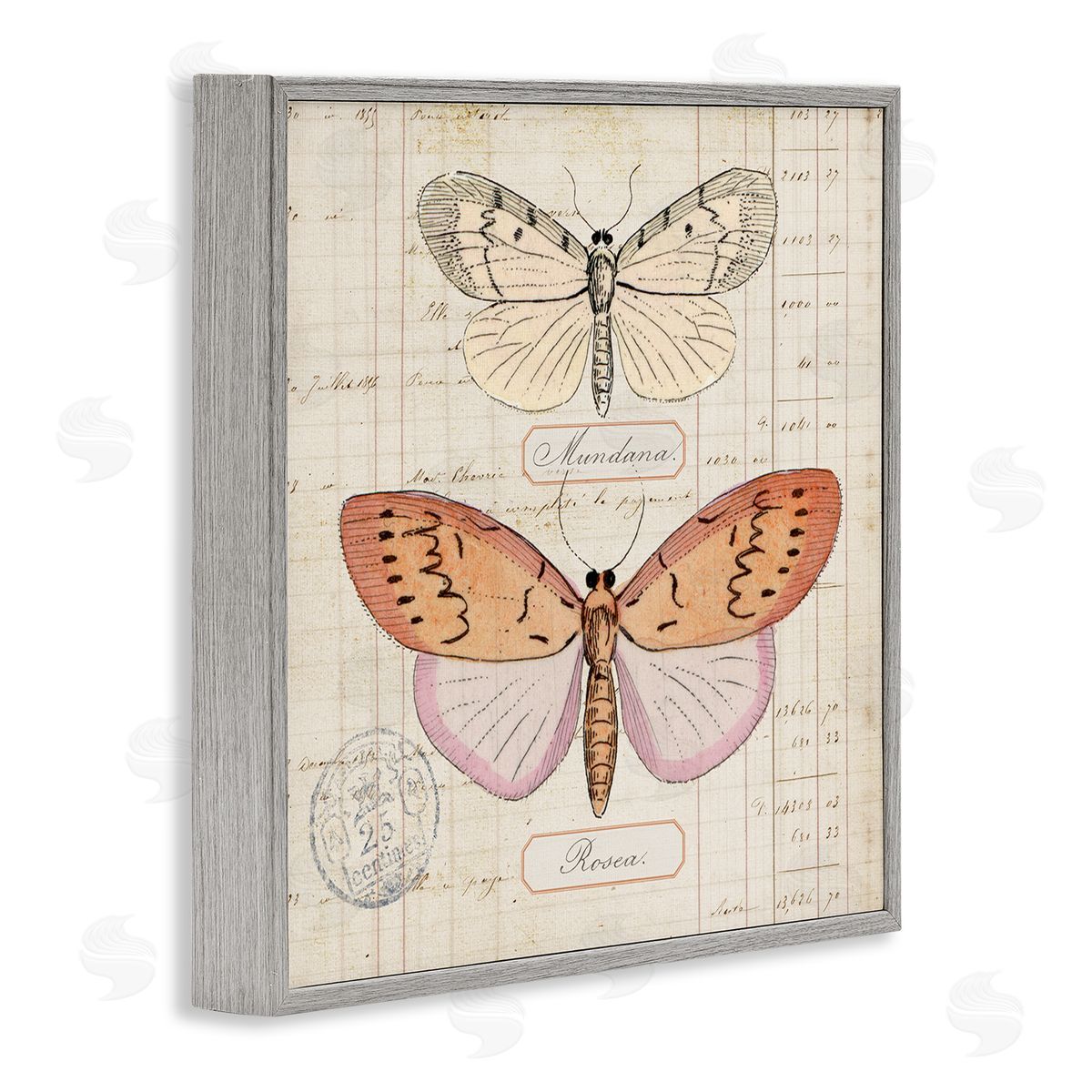 Drawn Butterfly Studies Grey Frame Print Wall Art, Home Decor by Susan Arnot